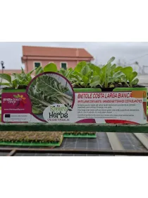 Piantina bietola costa bianca 6 x box V. 7,1 cm - Riviera Quality Società Agricola Cooperativa