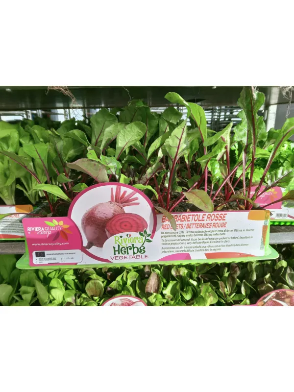 Piantine barbabietola rossa 6 x box V. 7,1 cm - Riviera Quality Società Agricola Cooperativa