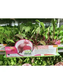 Piantine barbabietola rossa 6 x box V. 7,1 cm - Riviera Quality Società Agricola Cooperativa