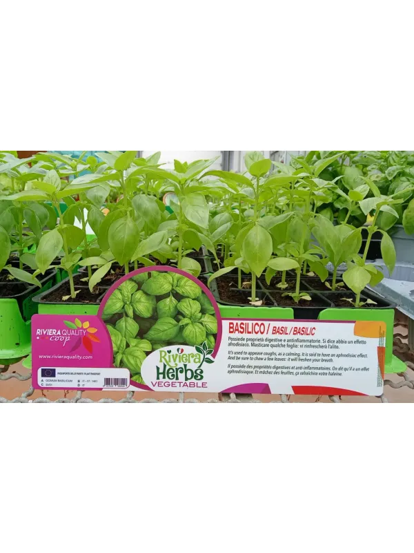 Piantine basilico 6 x box V. 7,1 cm - Riviera Quality Società Agricola Cooperativa