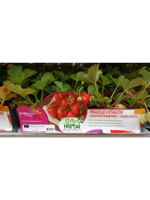 Piantine di fragole 4 stagioni 4 x box V. 8,7 cm - Riviera Quality Società Agricola Cooperativa