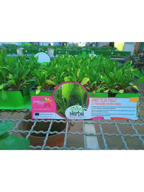 Piantine erbette da taglio 6 x box H. 26,1 cm - Riviera Quality Società Agricola Cooperativa