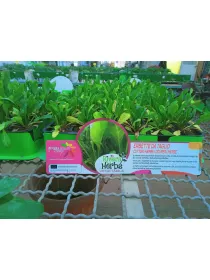 Piantine erbette da taglio 6 x box H. 26,1 cm - Riviera Quality Società Agricola Cooperativa