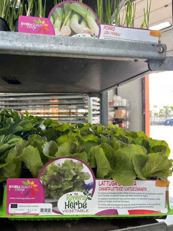 Piantine insalata canasta 12 x box V. 5 cm - Riviera Quality Società Agricola Cooperativa