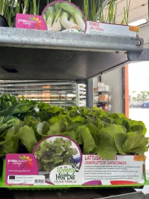 Piantine insalata canasta 12 x box V. 5 cm - Riviera Quality Società Agricola Cooperativa