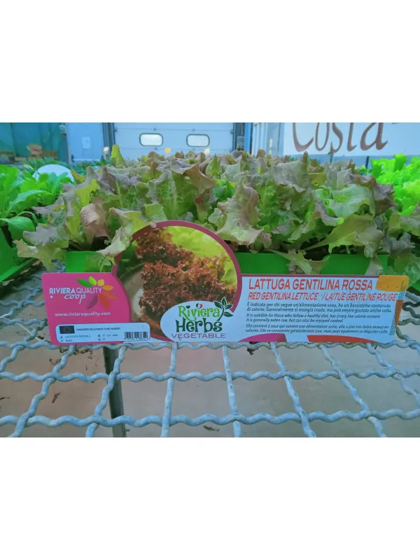 Piantine insalata gentilina rossa 12 x V. 1 cm - Riviera Quality Società Agricola Cooperativa