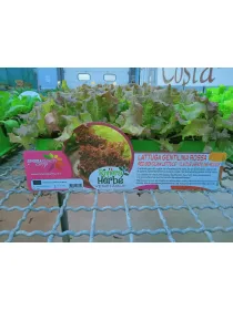 Piantine insalata gentilina rossa 12 x V. 1 cm - Riviera Quality Società Agricola Cooperativa