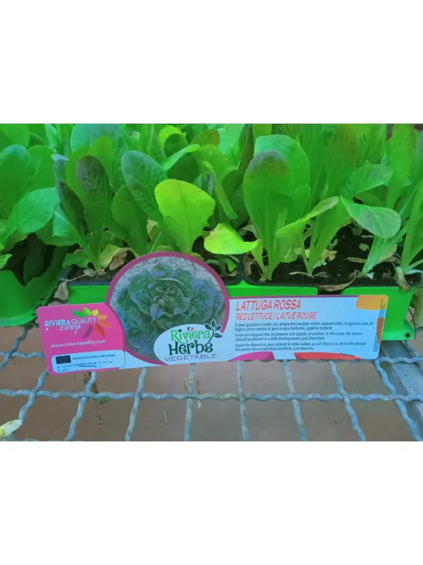 Piantine insalata lattuga rossa 12 x bo V. 5 cm - Riviera Quality Società Agricola Cooperativa
