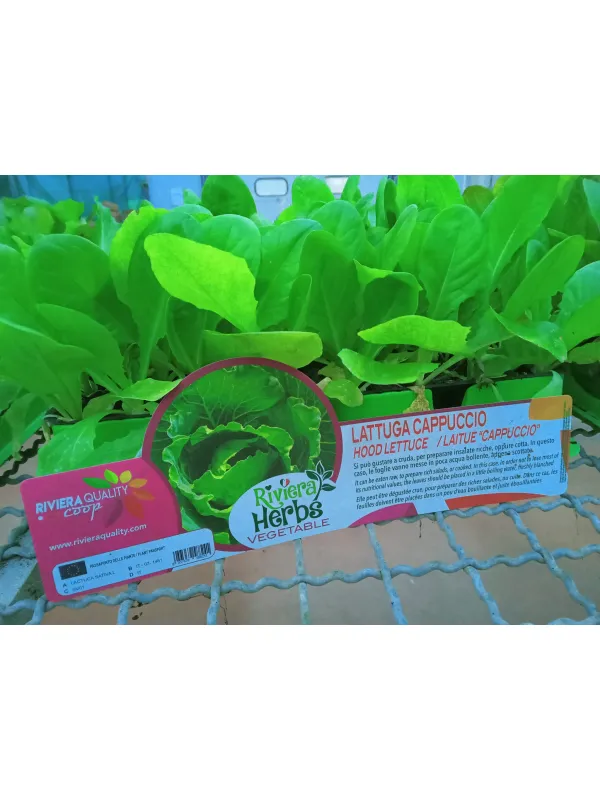 Piantine lattuga verde 12 x box V. 5 cm - Riviera Quality Società Agricola Cooperativa