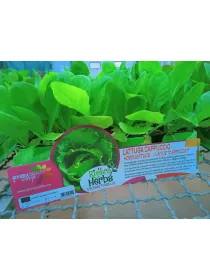 Piantine lattuga verde 12 x box V. 5 cm - Riviera Quality Società Agricola Cooperativa
