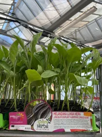 Piantine melanzana lunga nera 6 x box V. 7,1 cm - Riviera Quality Società Agricola Cooperativa