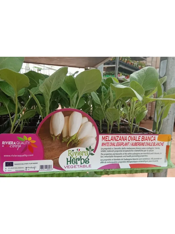 Piantine melanzana ovale bianca 6 x box V. 7,1 cm - Riviera Quality Società Agricola Cooperativa
