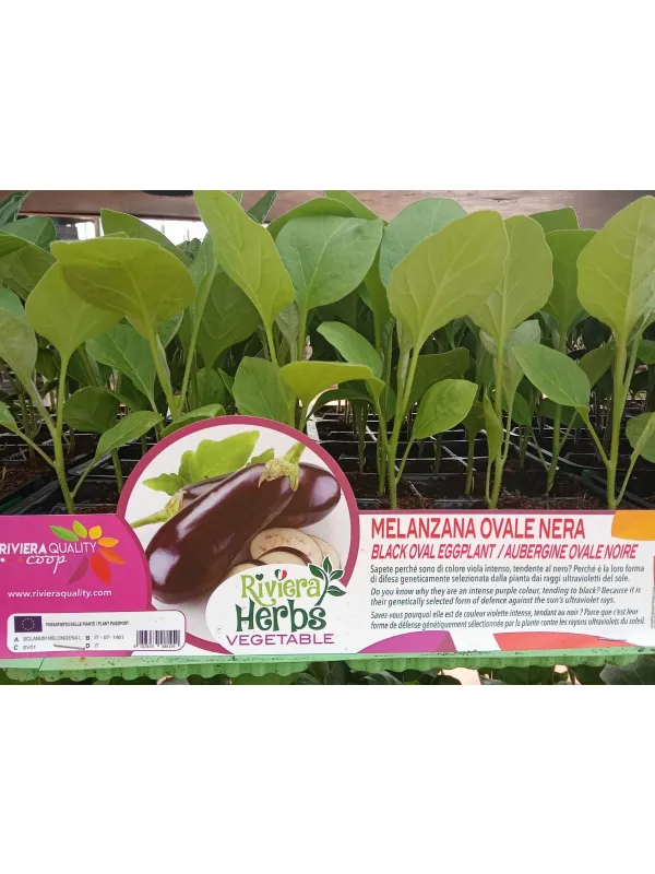 Piantine melanzana ovale nera 6 x box V. 7,1 cm - Riviera Quality Società Agricola Cooperativa