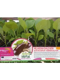 Piantine melanzana ovale nera 6 x box V. 7,1 cm - Riviera Quality Società Agricola Cooperativa