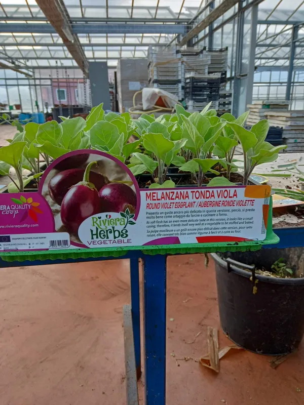 Piantine melanzana tonda viola 6 x box V. 7,1 cm - Riviera Quality Società Agricola Cooperativa