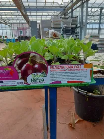 Piantine melanzana tonda viola 6 x box V. 7,1 cm - Riviera Quality Società Agricola Cooperativa