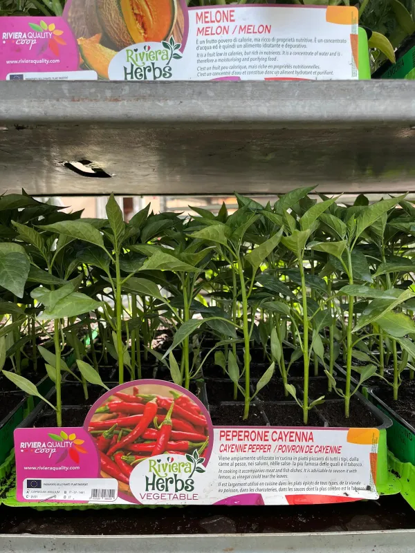 Piantine peperoncino cayenna 6 x box V. 7,1 cm - Riviera Quality Società Agricola Cooperativa