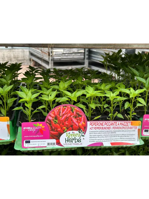 Piantine peperoncino piccante a mazzetti V. 1 cm - Riviera Quality Società Agricola Cooperativa