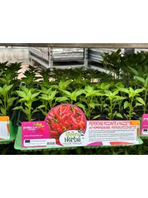 Piantine peperoncino piccante a mazzetti V. 1 cm - Riviera Quality Società Agricola Cooperativa