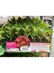 Piantine peperoncino tondo da riempire V. 1 cm - Riviera Quality Società Agricola Cooperativa