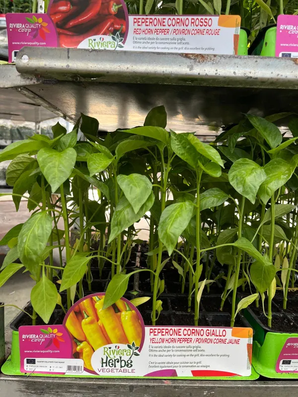 Piantine peperone corno giallo 6 x box V. 7,1 cm - Riviera Quality Società Agricola Cooperativa