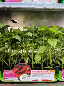Piantine peperone corno rosso 6 x box V. 7,1 cm - Riviera Quality Società Agricola Cooperativa