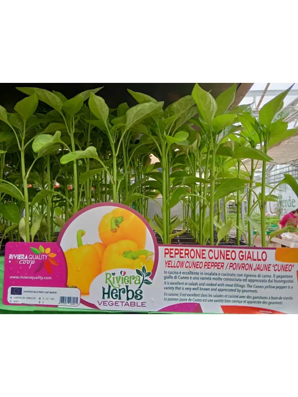 Piantine peperone cuneo giallo 6 x box V. 7,1 cm - Riviera Quality Società Agricola Cooperativa