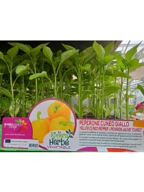 Piantine peperone cuneo giallo 6 x box V. 7,1 cm - Riviera Quality Società Agricola Cooperativa