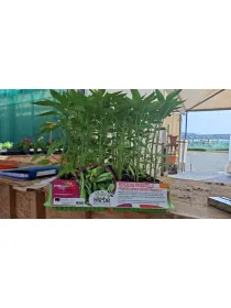 Piantine peperone friggitello 6 x box V. 7,1 cm - Riviera Quality Società Agricola Cooperativa