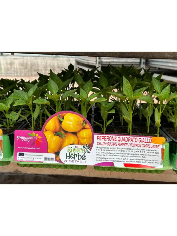 Piantine peperone quadrato giallo 6 x b V. 7,1 cm - Riviera Quality Società Agricola Cooperativa