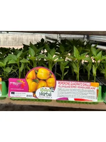 Piantine peperone quadrato giallo 6 x b V. 7,1 cm - Riviera Quality Società Agricola Cooperativa