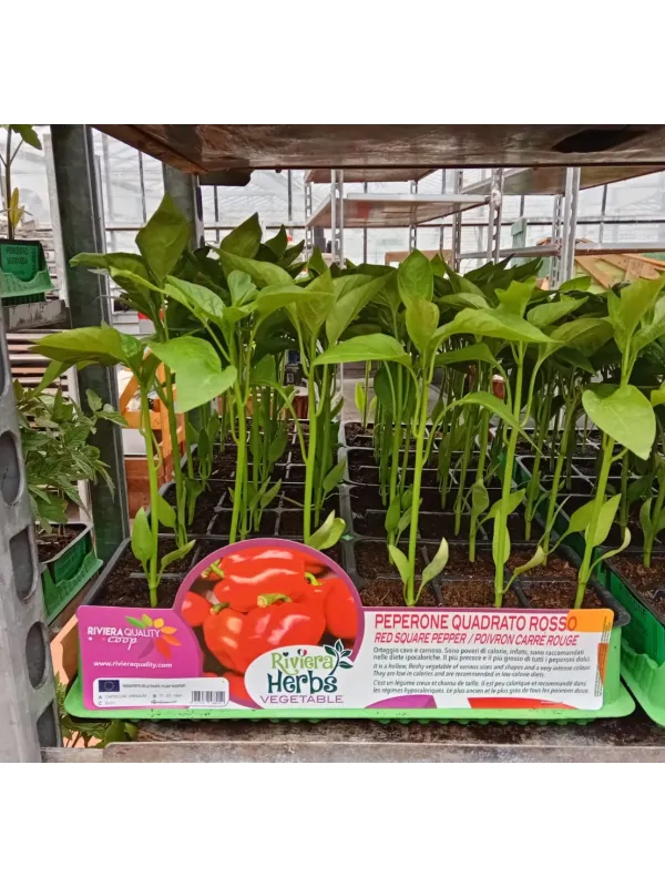 Piantine peperone quadrato rosso 6 x bo V. 7,1 cm - Riviera Quality Società Agricola Cooperativa