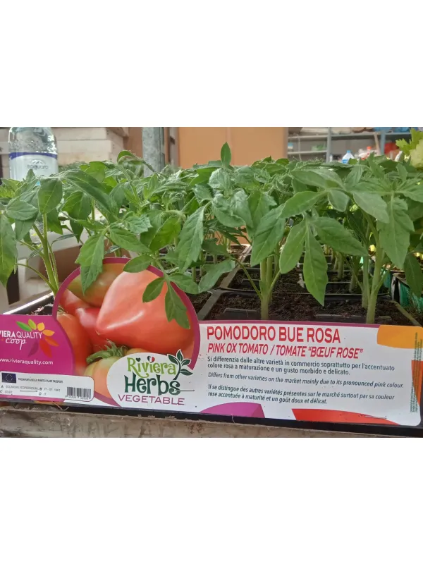 Piantine pomodoro bue rosa 4 x box V. 8,7 cm - Riviera Quality Società Agricola Cooperativa