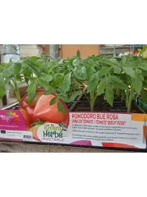 Piantine pomodoro bue rosa 4 x box V. 8,7 cm - Riviera Quality Società Agricola Cooperativa