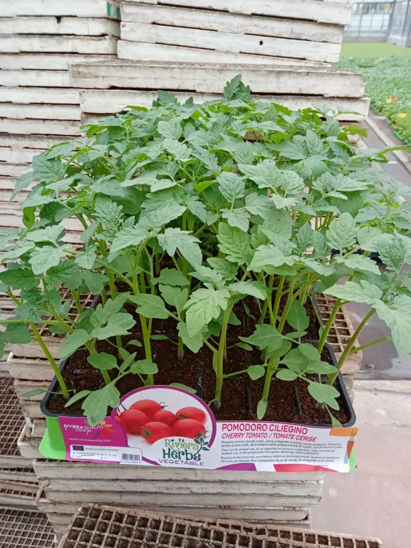 Piantine pomodoro ciliegino 6 x box V. 7,1 cm - Riviera Quality Società Agricola Cooperativa