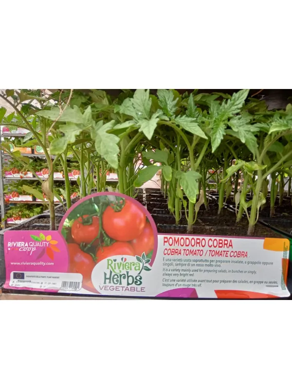 Piantine pomodoro cobra-tondo liscio 4 V. 8,7 cm - Riviera Quality Società Agricola Cooperativa