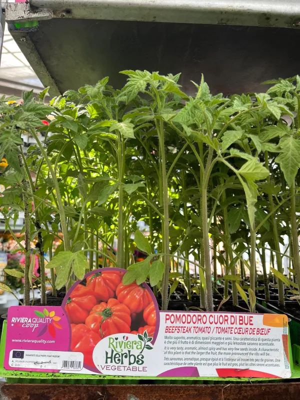 Piantine pomodoro cuor di bue 6 x box V. 7,1 cm - Riviera Quality Società Agricola Cooperativa