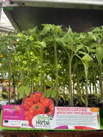 Piantine pomodoro cuor di bue 6 x box V. 7,1 cm - Riviera Quality Società Agricola Cooperativa