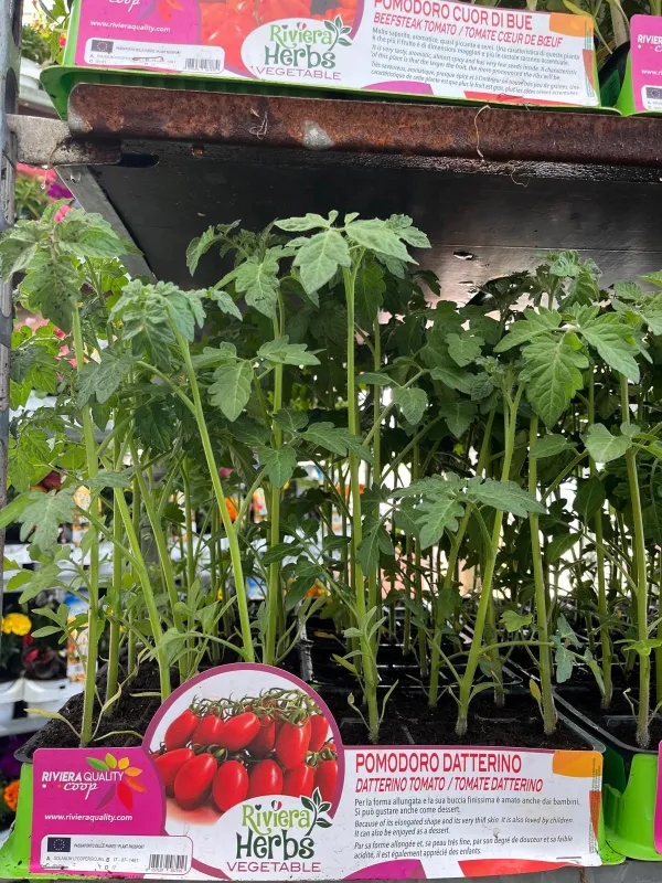 Piantine pomodoro datterino 6 x box V. 7,1 cm - Riviera Quality Società Agricola Cooperativa