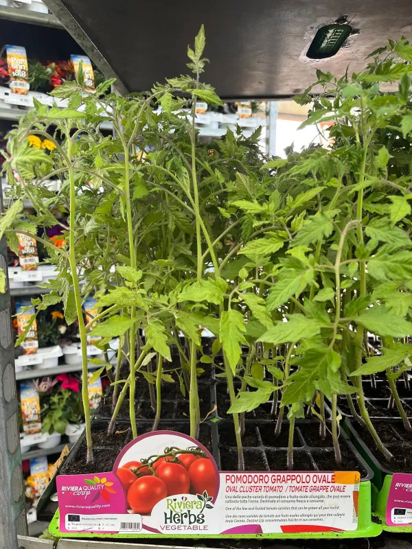 Piantine pomodoro grappolo ovale 6 x bo V. 7,1 cm - Riviera Quality Società Agricola Cooperativa