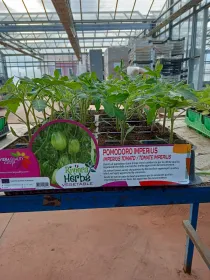 Piantine pomodoro imperius 4 x box V. 8,7 cm - Riviera Quality Società Agricola Cooperativa