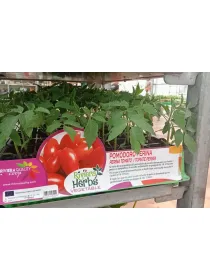 Piantine pomodoro perina 6 x box V. 7,1 cm - Riviera Quality Società Agricola Cooperativa