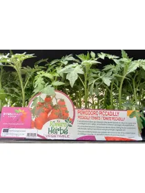 Piantine pomodoro piccadilly 4 x box V. 8,7 cm - Riviera Quality Società Agricola Cooperativa