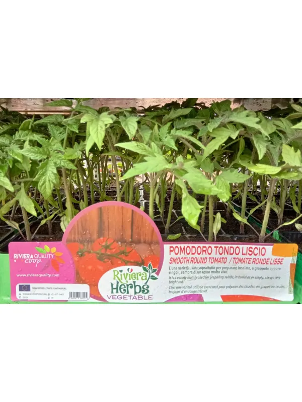Piantine pomodoro tondo liscio 6 x box V. 7,1 cm - Riviera Quality Società Agricola Cooperativa