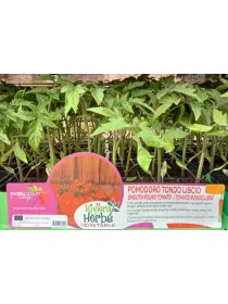 Piantine pomodoro tondo liscio 6 x box V. 7,1 cm - Riviera Quality Società Agricola Cooperativa