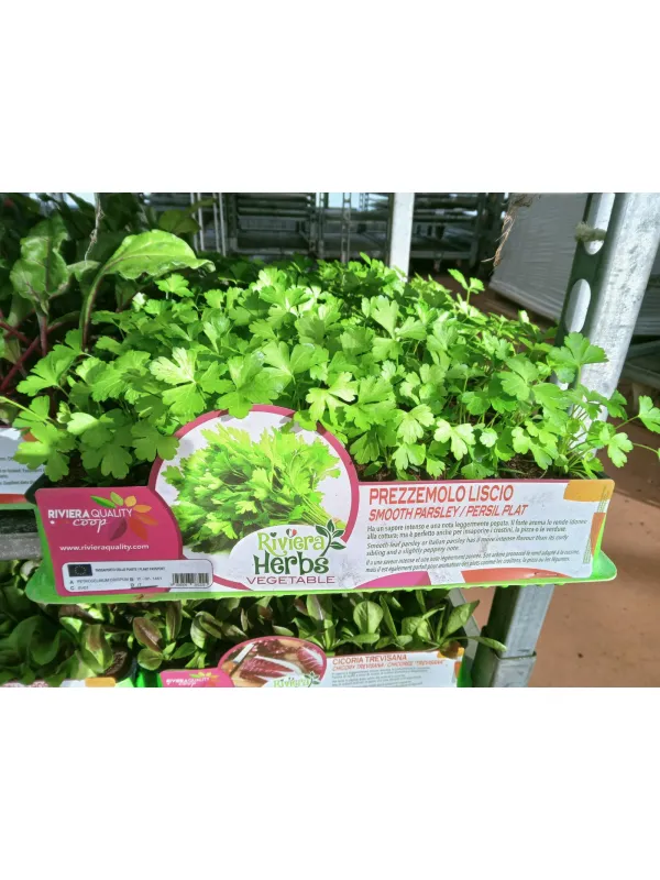 Piantine prezzemolo liscio 6 x box V. 7,1 cm - Riviera Quality Società Agricola Cooperativa