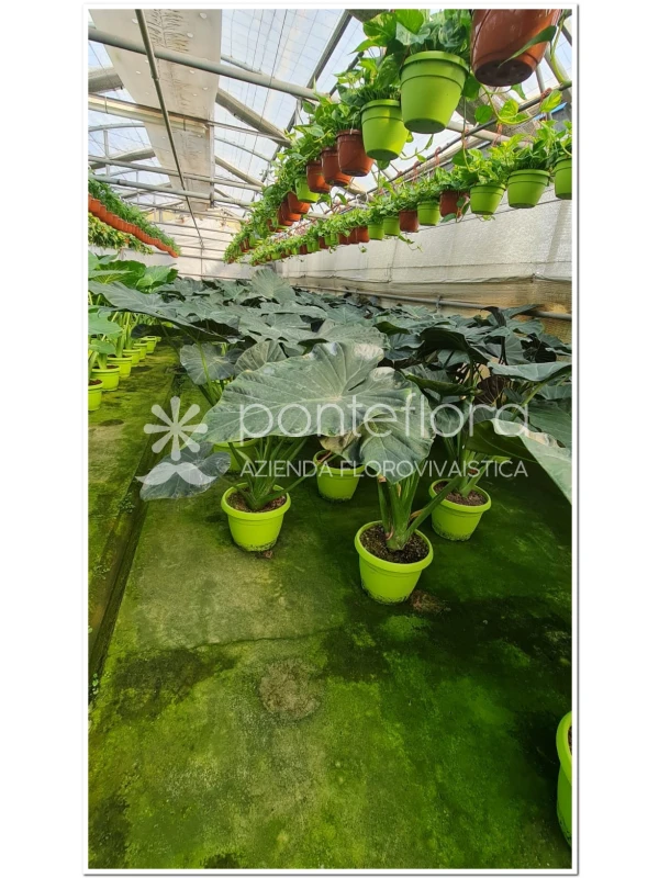 Alocasia Royal