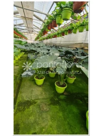 Alocasia Royal