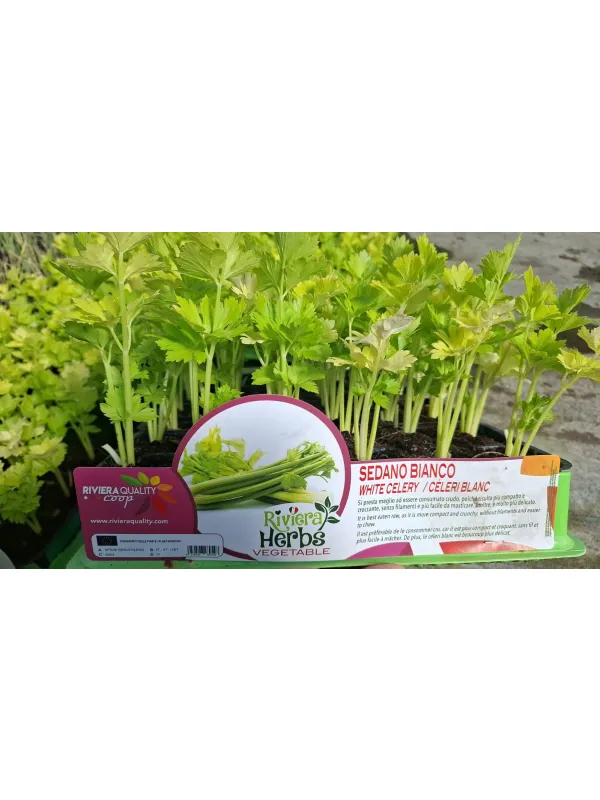 Piantine sedano bianco 6 x box V. 7,1 cm - Riviera Quality Società Agricola Cooperativa