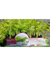 Piantine sedano bianco 6 x box V. 7,1 cm - Riviera Quality Società Agricola Cooperativa